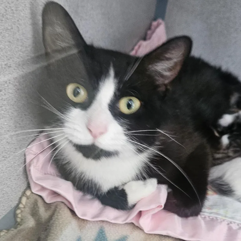 An adult medium-sized female Black Domestic Short Hair cat named Ocean for adoption in Newport, TN