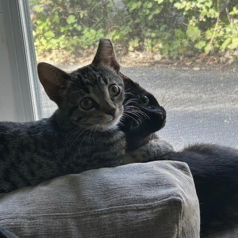 A baby small-sized female Brown / Chocolate Domestic Short Hair cat named Lucy for adoption in Skokie, IL