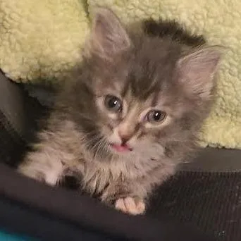 A baby small-sized female Domestic Short Hair cat named Sears Roebuck for adoption in Eureka Springs, AR