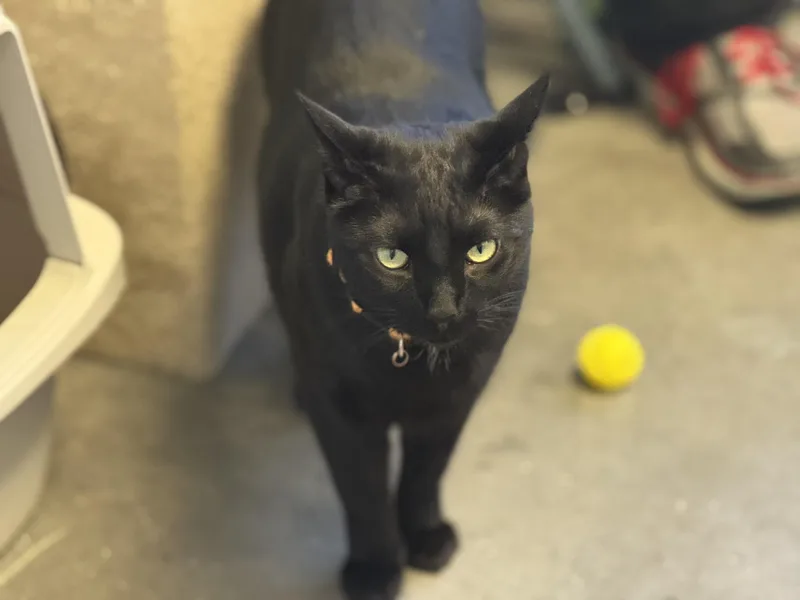 An adult medium-sized male Domestic Short Hair cat named Spartan for adoption in Pierre, SD