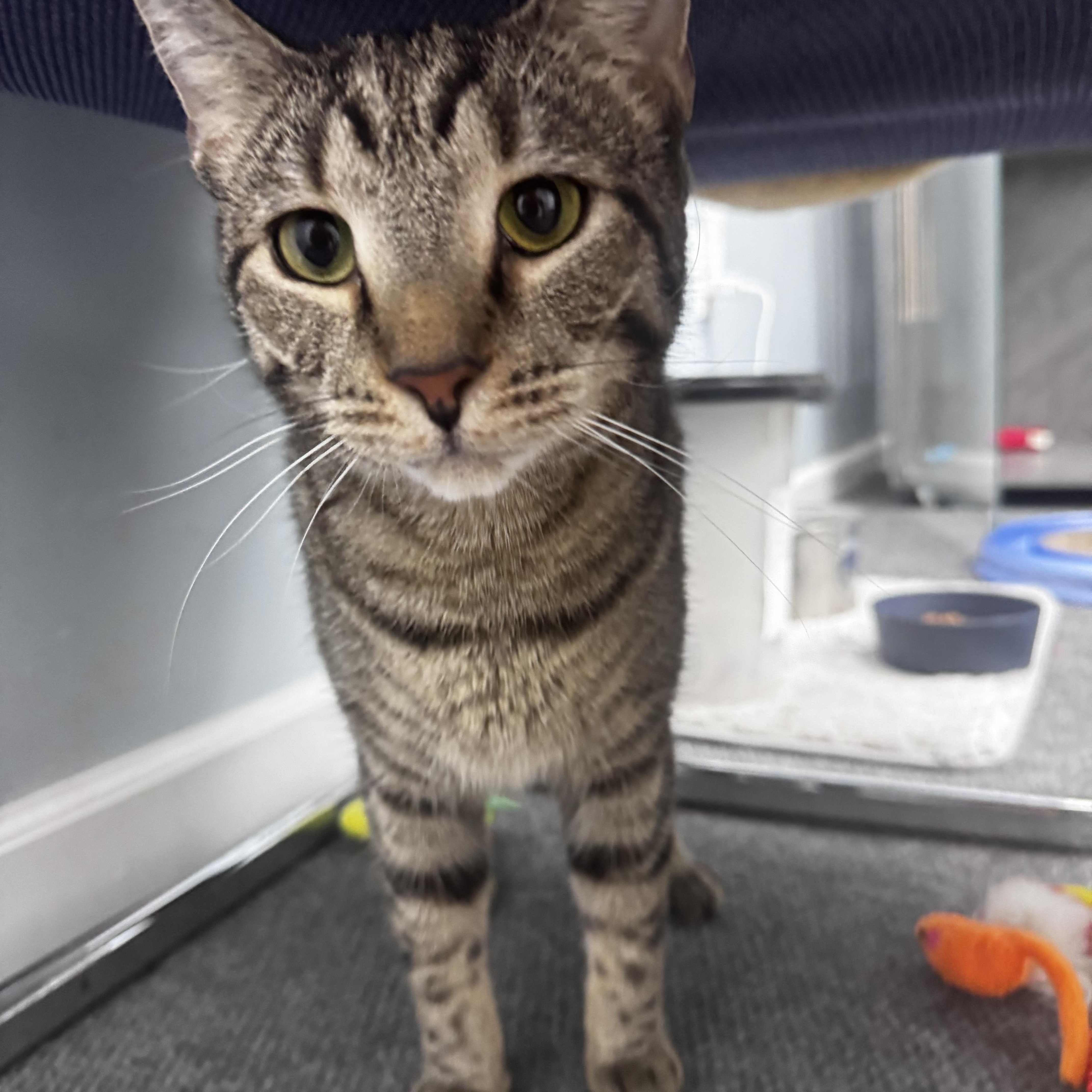 An adult large-sized male Tabby (Brown / Chocolate) Domestic Short Hair cat named Misfit for adoption in Pottsville, PA
