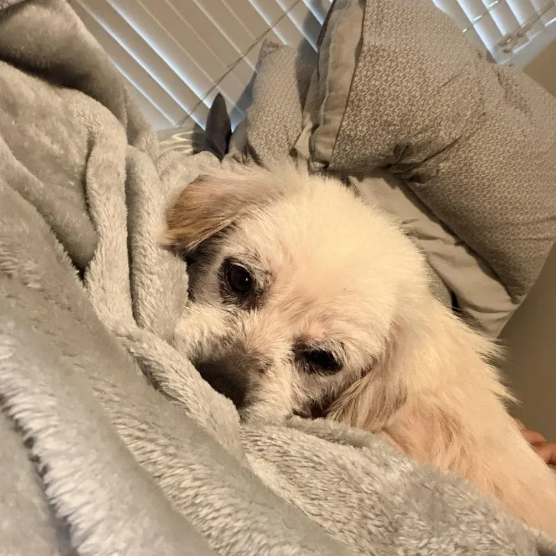 An adult small-sized male White / Cream Terrier dog named Chico James for adoption in Houston, TX