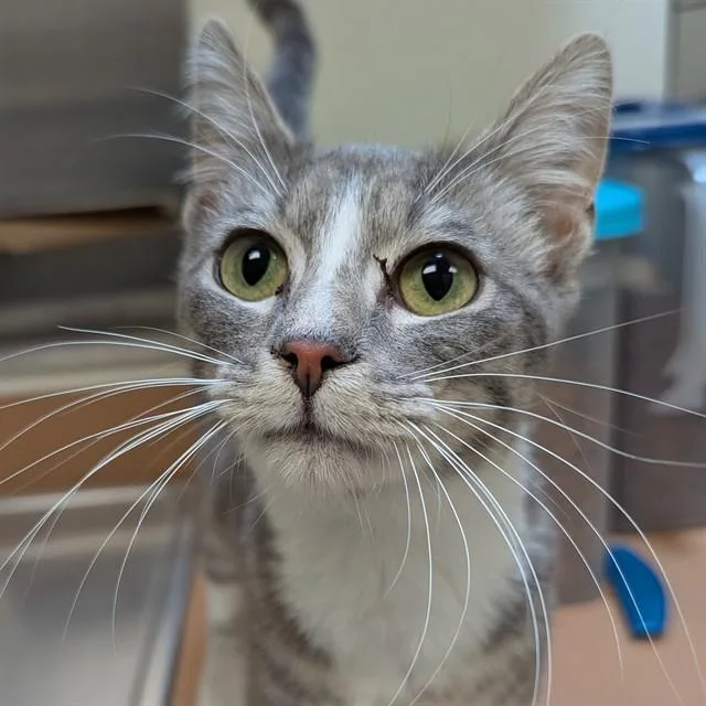 A young medium-sized male Domestic Short Hair cat named Eel for adoption in Olivette, MO