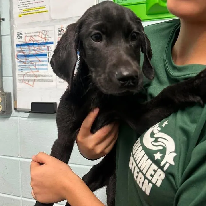 A baby small-sized female Black Labrador Retriever dog named Manzanita for adoption in Austin, TX