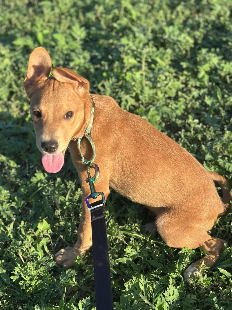 A baby medium-sized male Labrador Retriever dog named Rusty for adoption in San Antonio, TX
