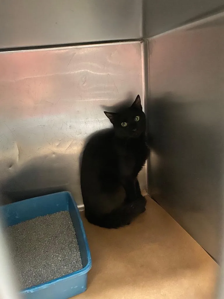A baby large-sized male Domestic Short Hair cat named Sun for adoption in Cartersville , GA