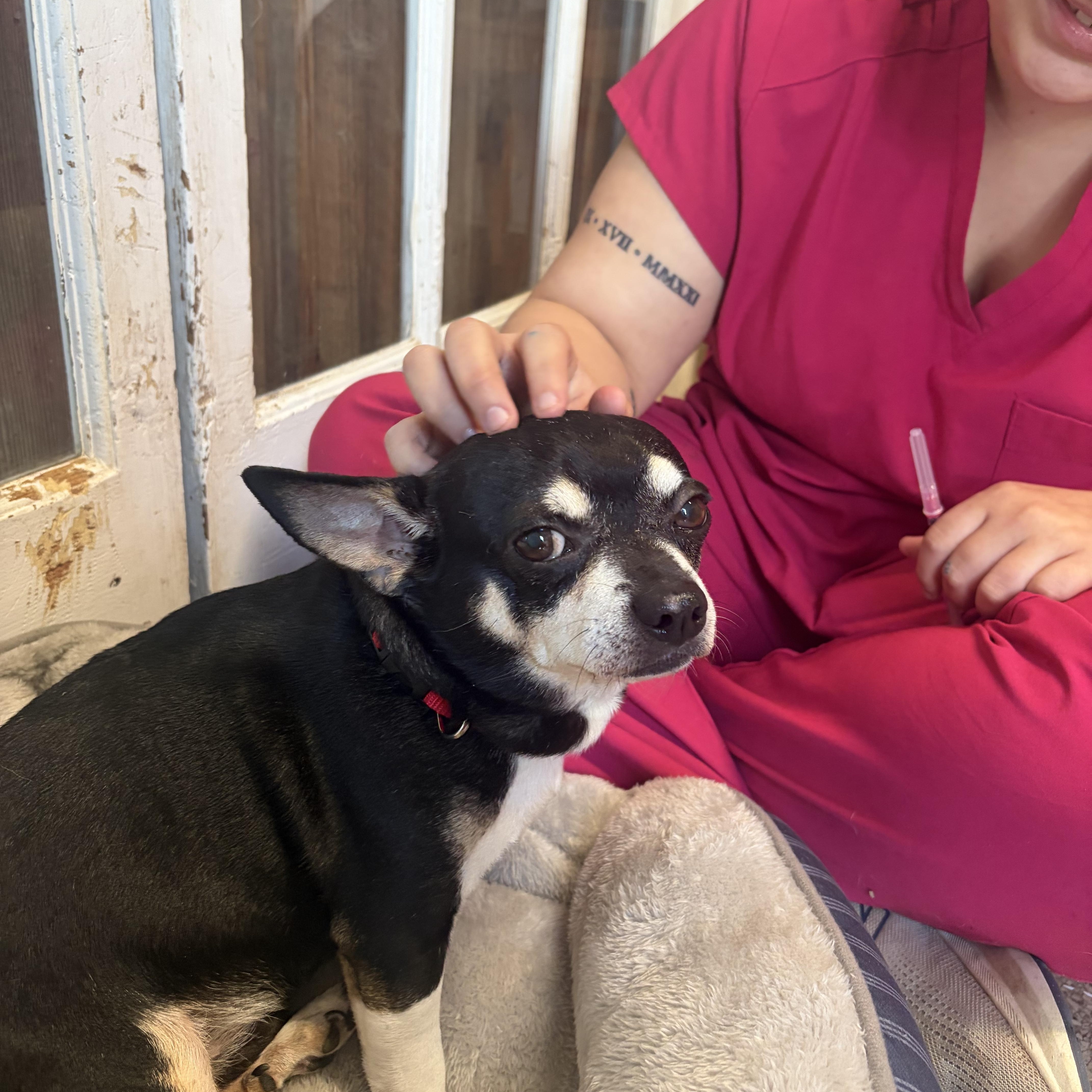 A senior small-sized male Tricolor (Brown, Black, & White) Chihuahua dog named Chopper for adoption in Colbert, GA