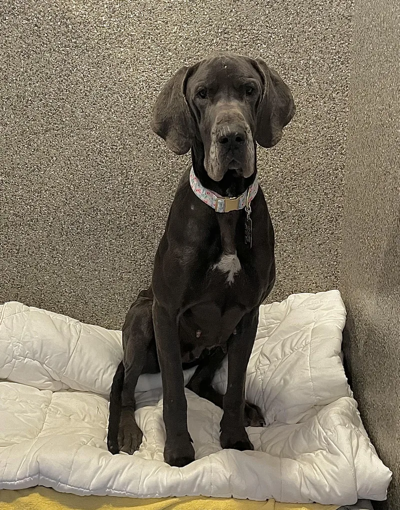 Ladybird thumbnail 3