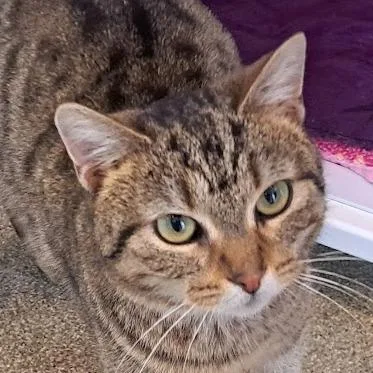 A young medium-sized female Brown / Chocolate Domestic Short Hair cat named Oma for adoption in Chicago, IL