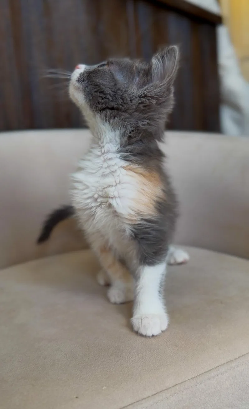 A baby small-sized female Dilute Calico Domestic Short Hair cat named Cookies for adoption in Albuquerque, NM