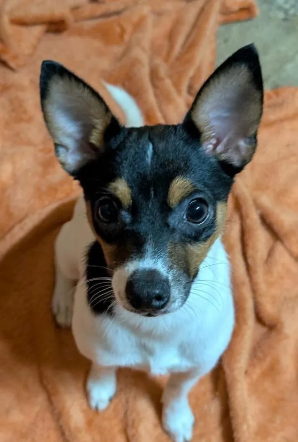 A baby small-sized male Jack Russell Terrier dog named Archie for adoption in Watertown, CT