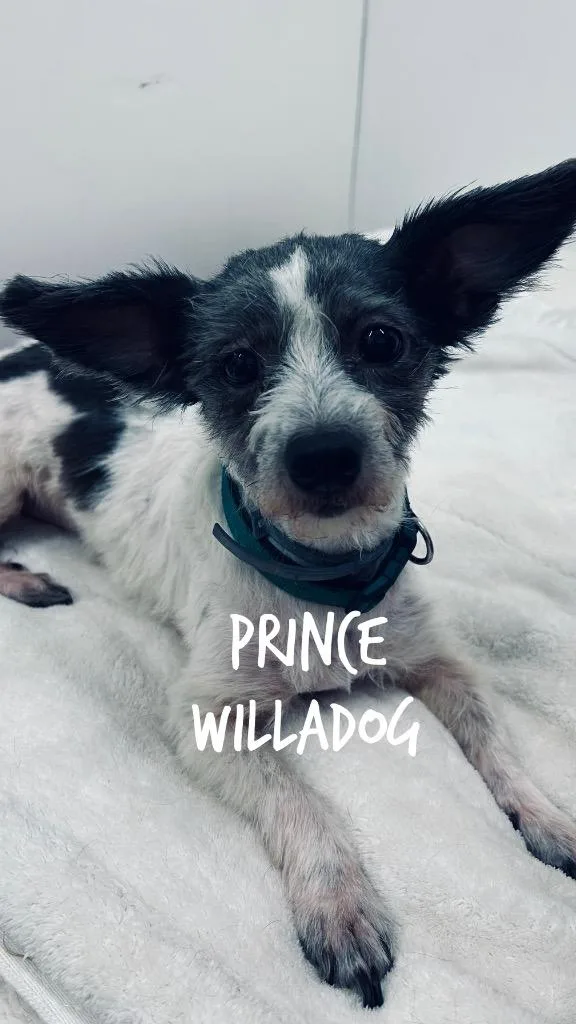 An adult small-sized male Wirehaired Terrier dog named Prince Willadog for adoption in Jacksonville, IL