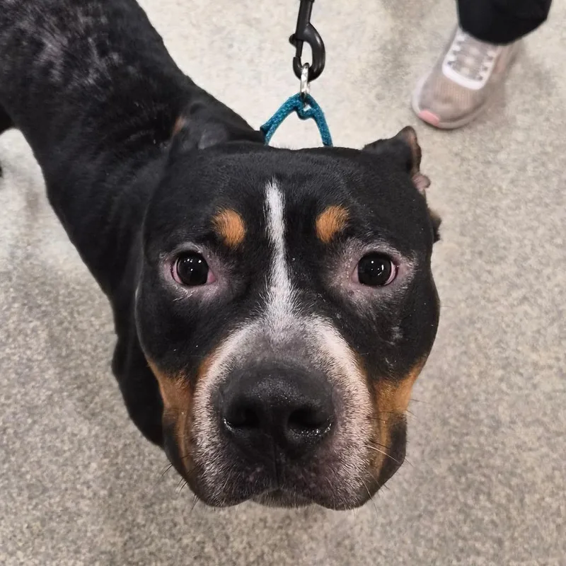 An adult large-sized male Brindle Mixed Breed dog named Bobo for adoption in Jacksonville, FL