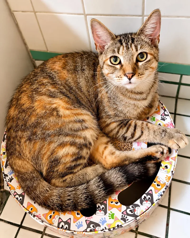 A young medium-sized female Tabby cat named Precious Poppie for adoption in Long Beach, CA