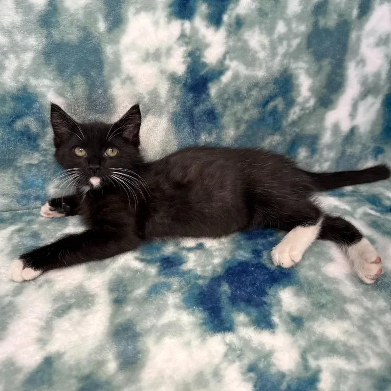 A baby medium-sized male Domestic Long Hair cat named Phoenix for adoption in Benld, IL