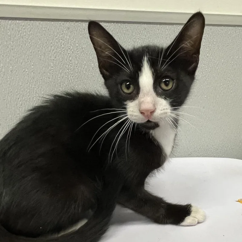 A baby small-sized male Black Domestic Short Hair cat named Sage for adoption in Tampa, FL