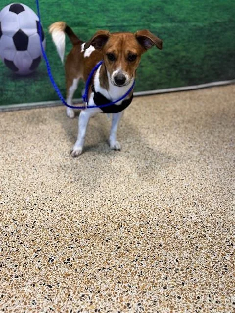A young small-sized male Parson Russell Terrier dog named Rocky for adoption in Miami, FL