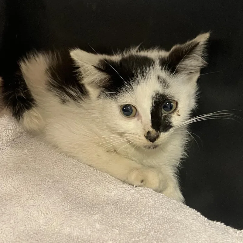 A baby small-sized male White Domestic Short Hair cat named Patchy for adoption in DeKalb, IL