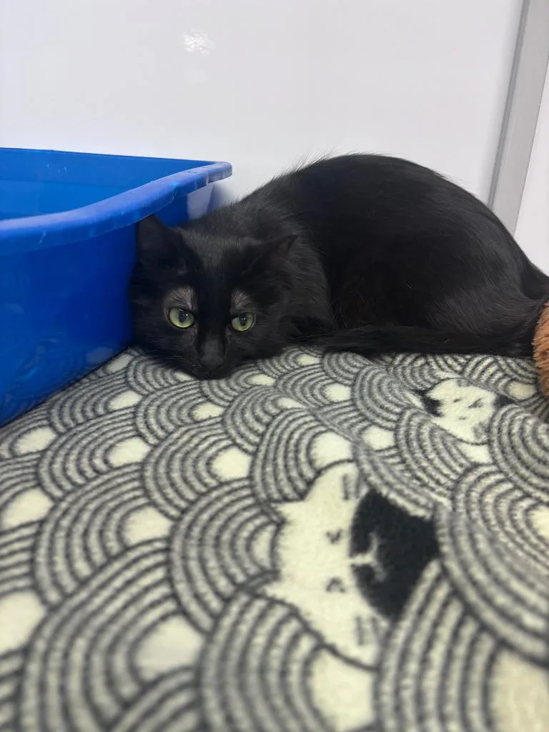 A young medium-sized female Domestic Short Hair cat named Nova Tank for adoption in Peoria, AZ