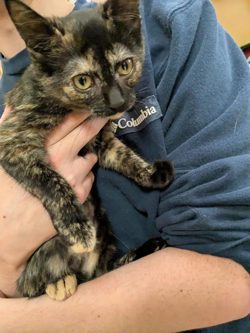 A baby medium-sized female Tabby (Brown / Chocolate) Domestic Short Hair cat named Roberta and Rainbow for adoption in Worcester, MA