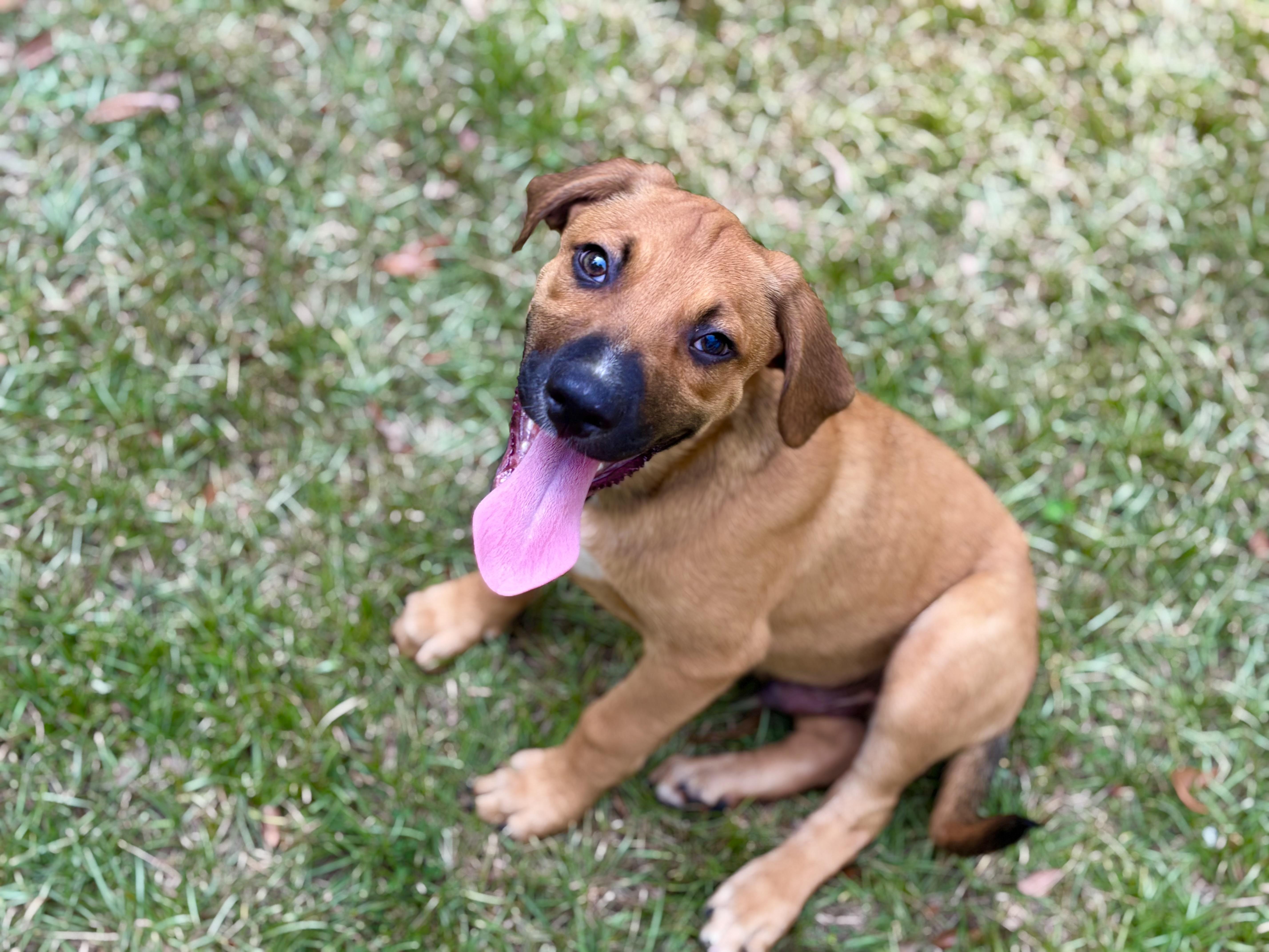 A baby large-sized male Golden Hound dog named Reggie for adoption in Lucedale, MS