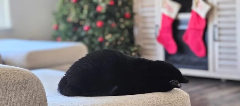 A young large-sized female Black Bombay cat named Bean for adoption in Maryville, TN