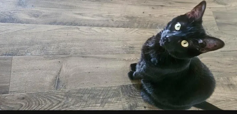 Bean thumbnail 2