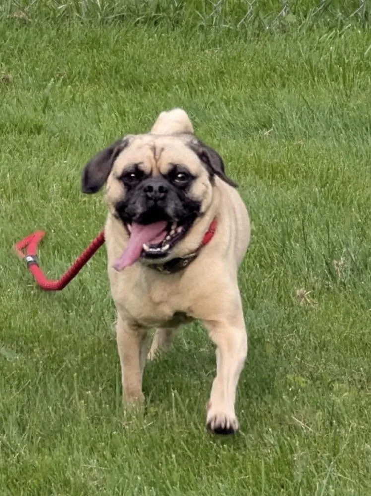 An adult medium-sized female Pug dog named Tater for adoption in Franklin, PA