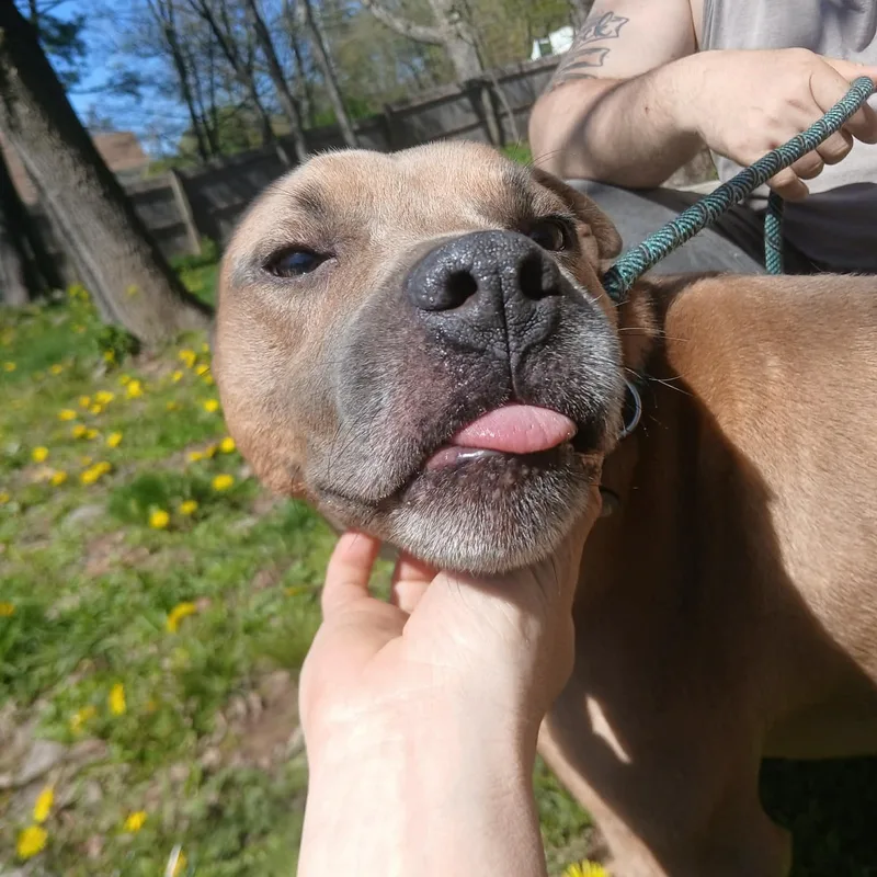 An adult medium-sized male Apricot / Beige Mixed Breed dog named Ricky for adoption in Saugerties, NY