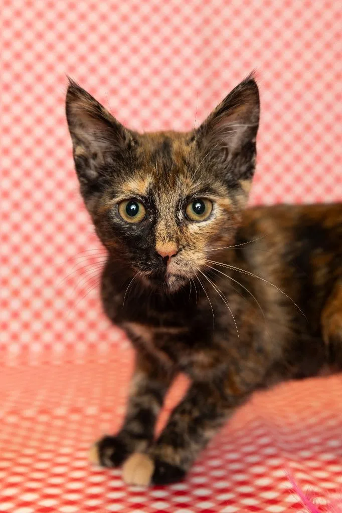 A baby small-sized female Domestic Short Hair cat named Frida for adoption in Sandusky, OH