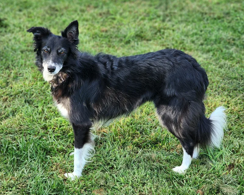 Rosie
