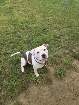 An adult medium-sized male Mixed Breed dog named Coco for adoption in Fallston, MD