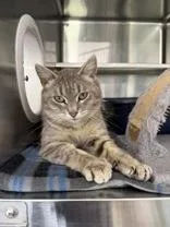 An adult medium-sized female Tabby (Gray / Blue / Silver) Domestic Short Hair cat named Narwhal for adoption in Manitowoc, WI