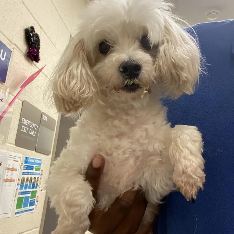 An adult small-sized male White / Cream Mixed Breed dog named Macho Nacho for adoption in Memphis, TN