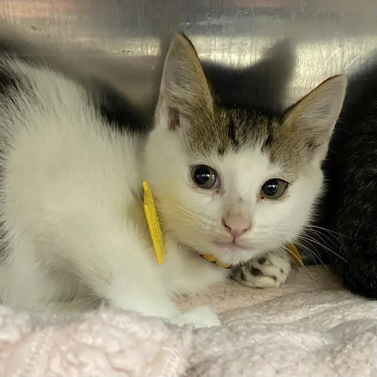 A baby small-sized male White Domestic Short Hair cat named Burnt Toast for adoption in Springfield, MA