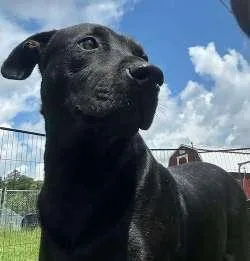 A young medium-sized female Black Rottweiler dog named Dianna for adoption in Sudbury, MA