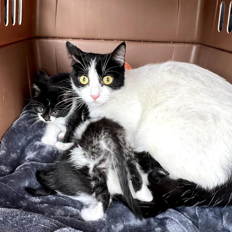 A baby small-sized female Gray / Blue / Silver Domestic Short Hair cat named Lolly for adoption in Long Beach, CA