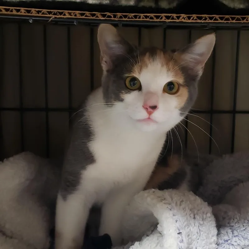 A young medium-sized female Calico Domestic Short Hair cat named Swoopsie for adoption in Springfield, OR
