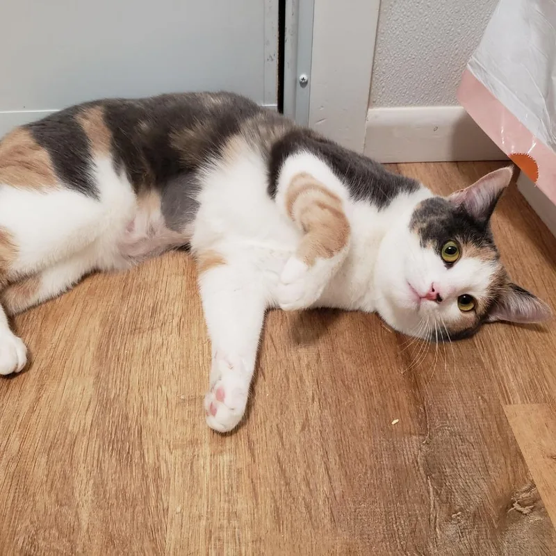 Swoopsie thumbnail 2