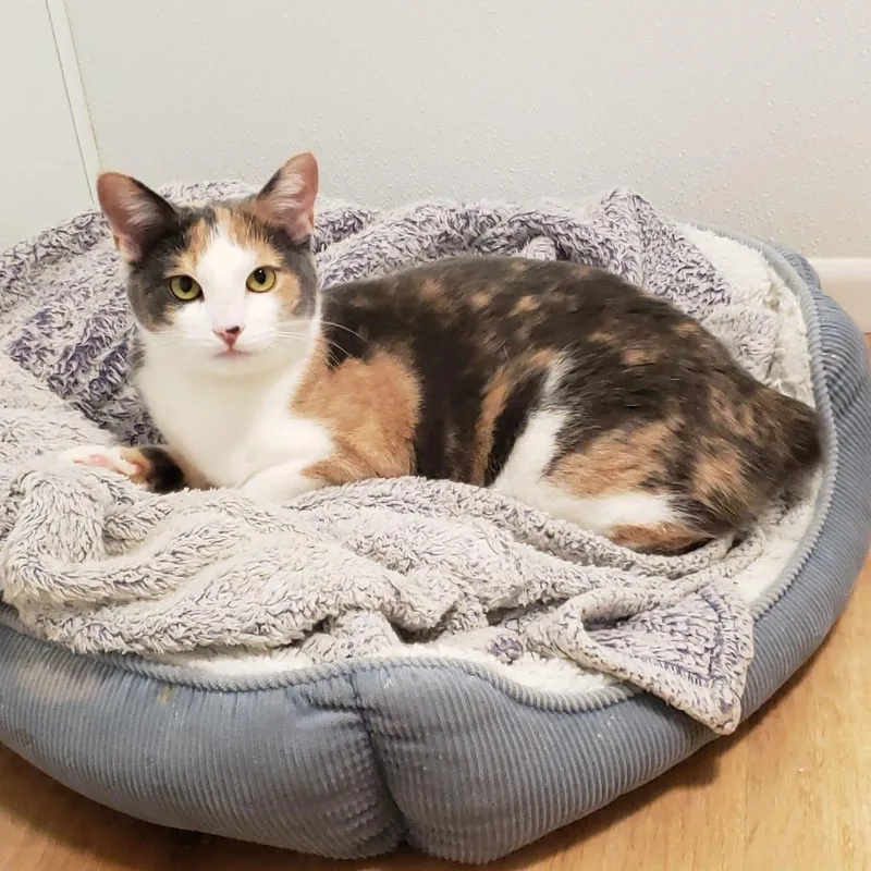 Swoopsie thumbnail 3