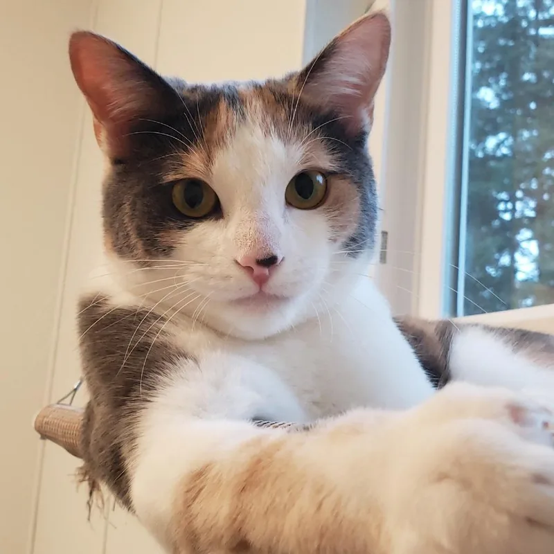 Swoopsie thumbnail 4