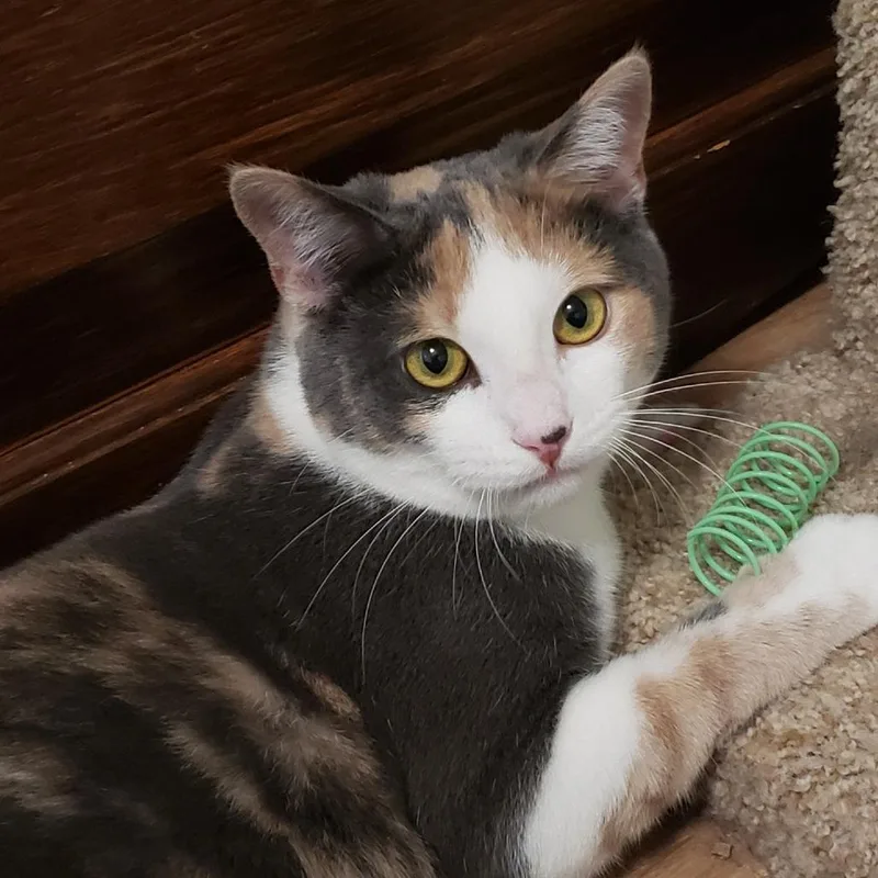 Swoopsie thumbnail 5