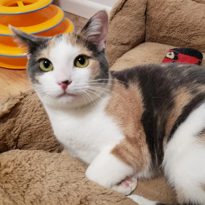 Swoopsie thumbnail 6