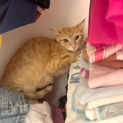 A young medium-sized female Orange / Red Domestic Short Hair cat named Mina Harker for adoption in Austin, TX