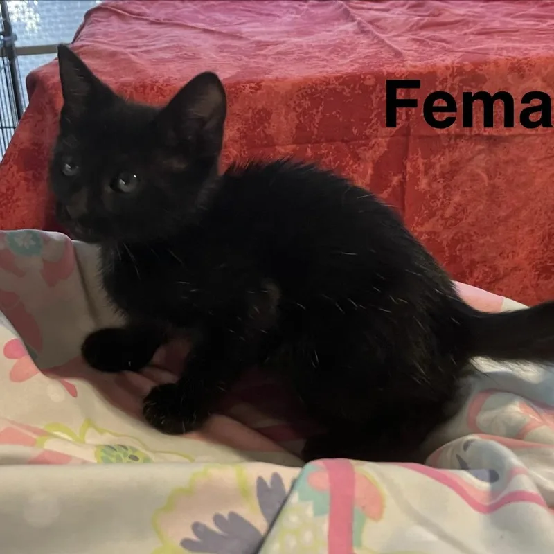 A baby small-sized female Black Domestic Short Hair cat named Senorita Awesome for adoption in Austin, TX