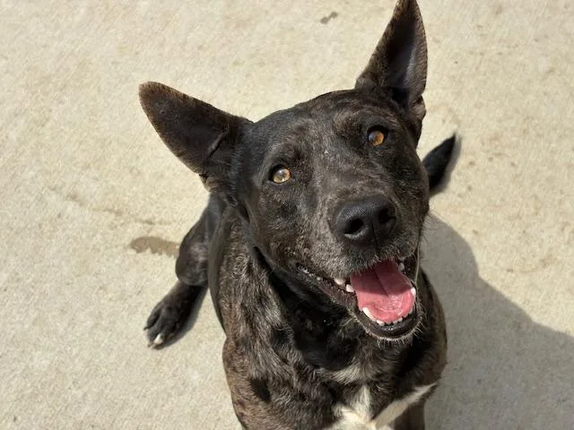 A young large-sized male Catahoula Leopard Dog dog named Malcolm for adoption in Tulsa, OK