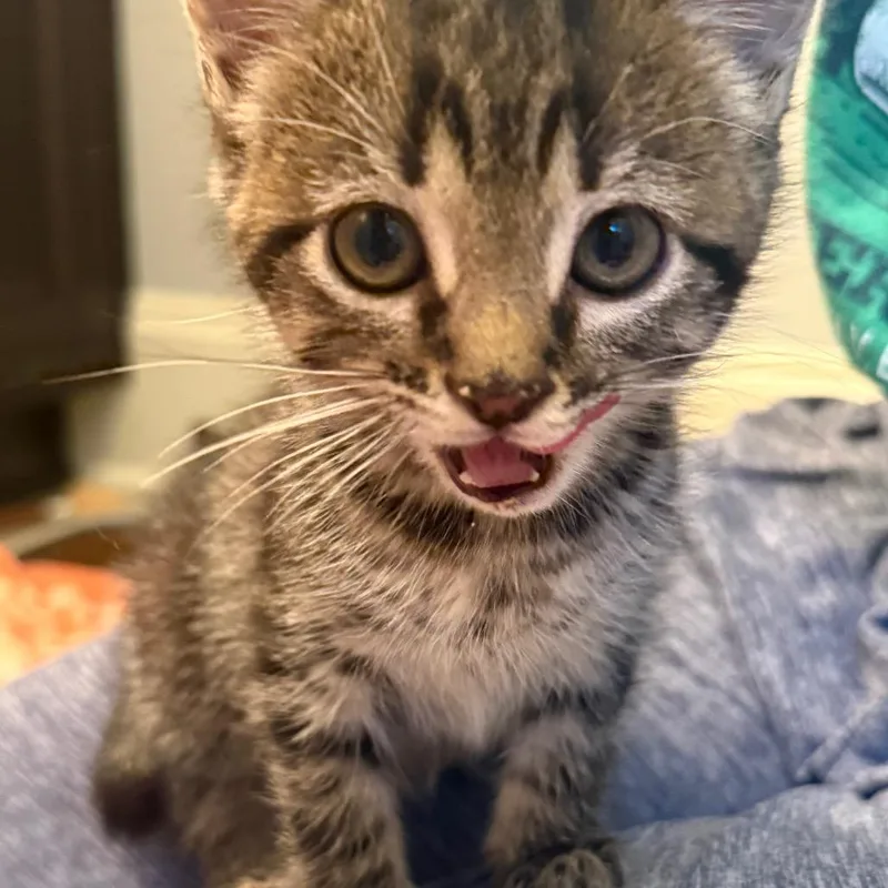 A baby small-sized male Gray / Blue / Silver Domestic Short Hair cat named Howie for adoption in Franklin, TN