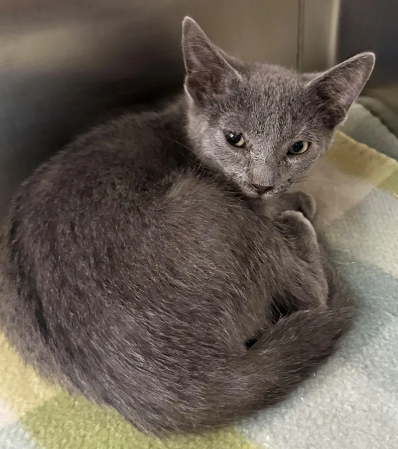A baby medium-sized male Gray / Blue / Silver Domestic Short Hair cat named Mike for adoption in Edison, NJ