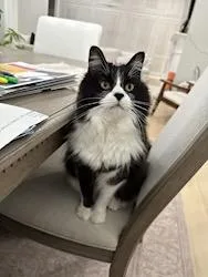 Kibbyfront Declawedurgent!!!! thumbnail 2