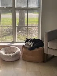 Kibbyfront Declawedurgent!!!! thumbnail 3